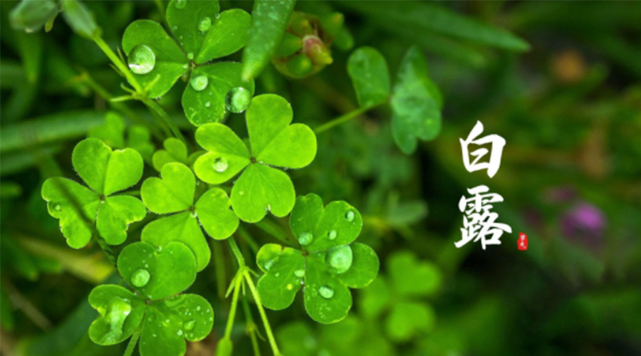 白露時(shí)節(jié)！ 金環(huán)電器提醒大家要注意這些事項(xiàng)